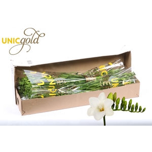UG Barendse - Diamond River 5x20 box