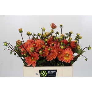 Dahlia Dr Phil