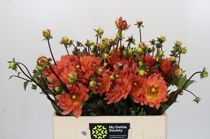 Dahlia Dr Phil