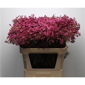 Chamelauc Early Purple