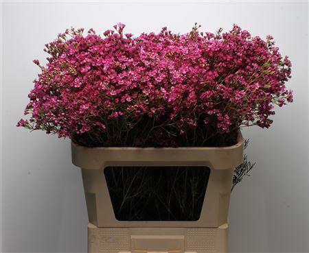 <h4>Chamelauc Early Purple</h4>