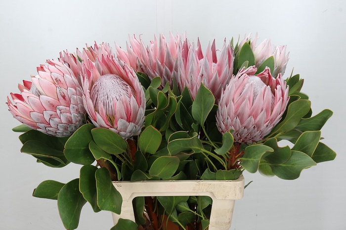 Protea Cynaroides