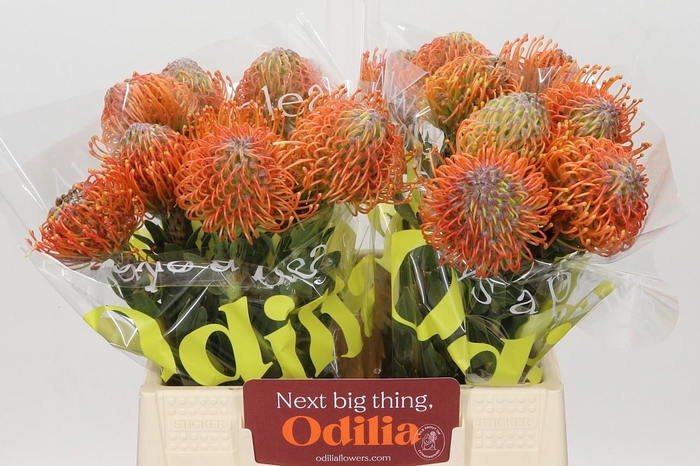 <h4>Nutans Ayoba Mandarin Zest</h4>