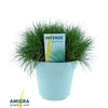 Festuca Pic Carlit