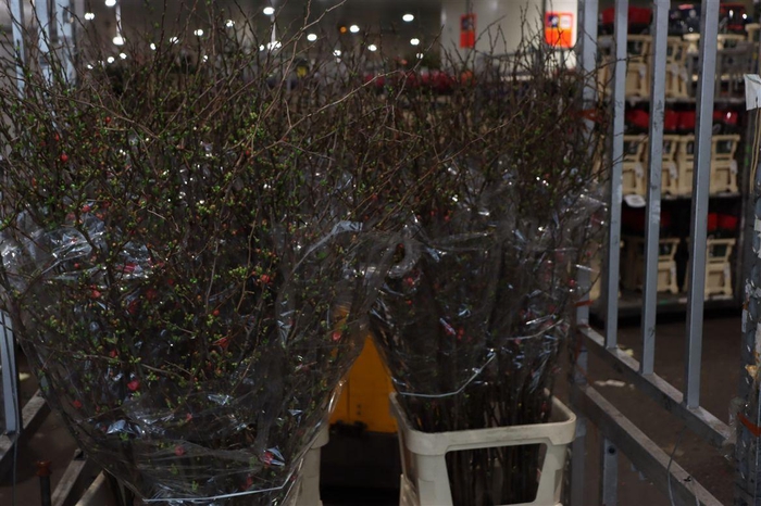 <h4>Chaenomeles Superba P Stem</h4>