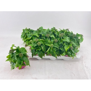 Pentas Violet