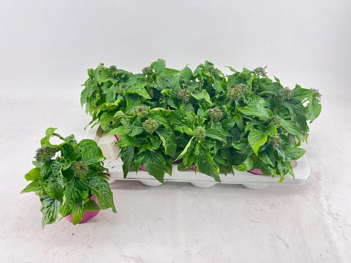 <h4>Pentas Violet</h4>