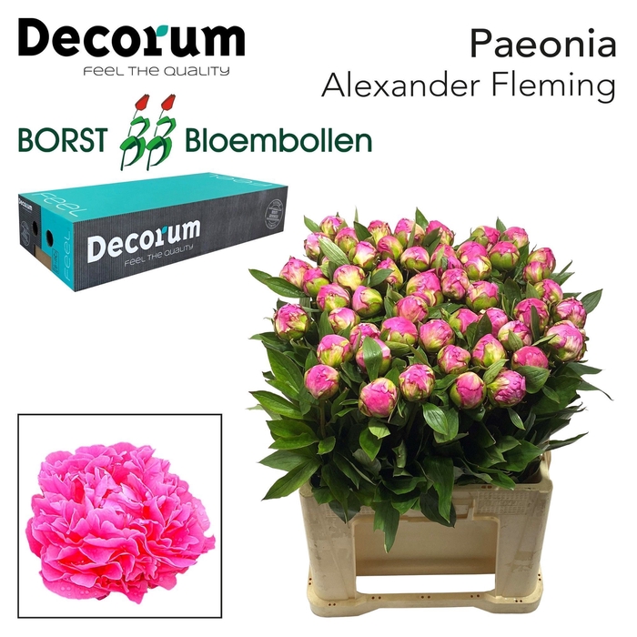 <h4>PAEONIA ALEXANDER FLEMING</h4>