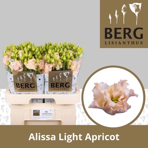 Lisianthus do alissa light apricot