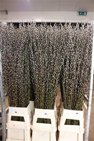 <h4>SALIX WILGENKATJES 180CM VERTAKT P</h4>
