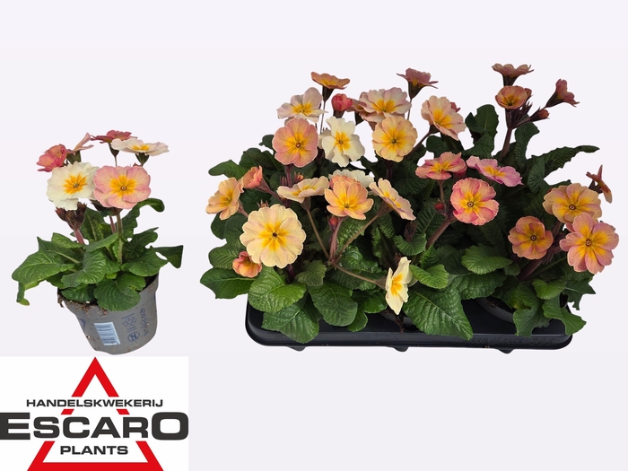 <h4>PRIM ELATIOR</h4>