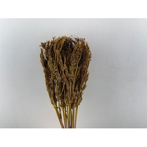 Dried Umbr. Sedge Big Leaf Yellow Bunch