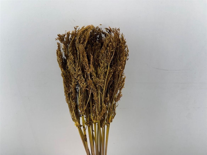 <h4>Dried Umbr. Sedge Big Leaf Yellow Bunch</h4>