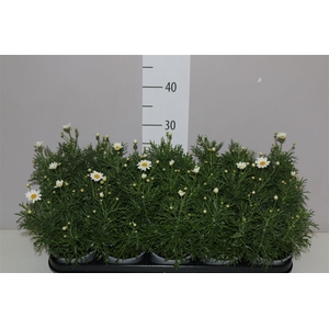 Argyranthemum White 12cm
