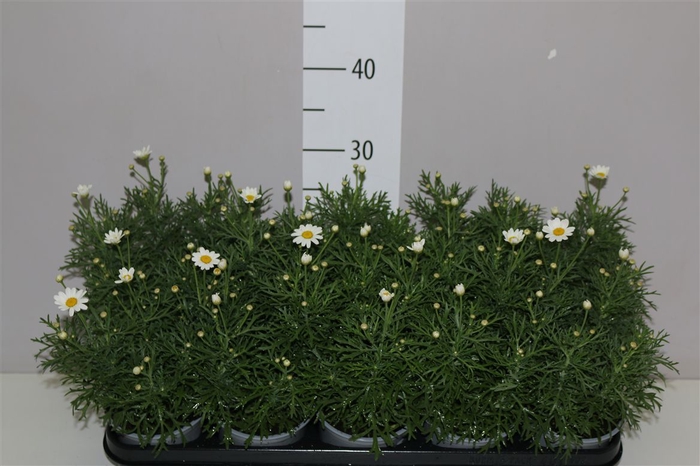 <h4>Argyranthemum White 12cm</h4>
