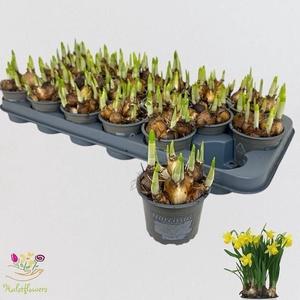 Narcissus Tete a Tete