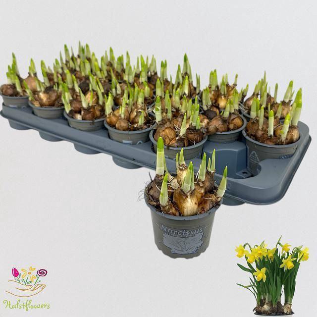 <h4>Narcissus Tete a Tete</h4>