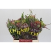 BQ Banksia Coccinea SFB