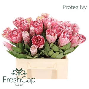 PROTEA IVY