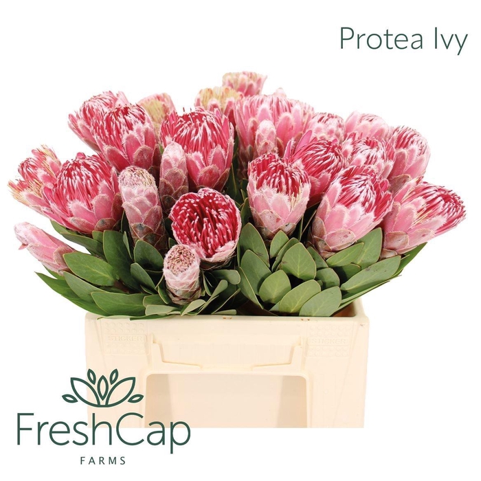 <h4>PROTEA IVY</h4>