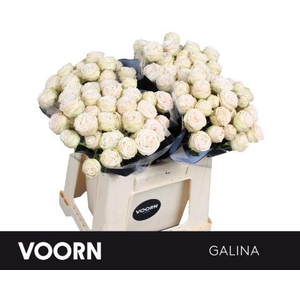 Rosa spray galina