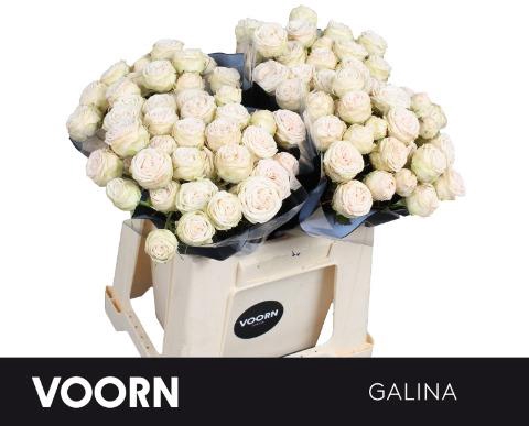 <h4>Rosa spray galina</h4>