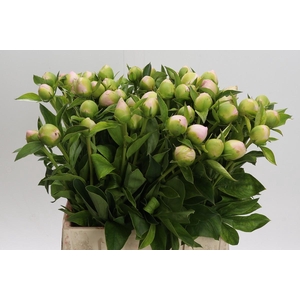 Paeonia Princess Bride