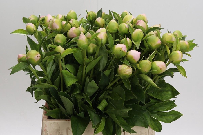 <h4>Paeonia Princess Bride</h4>