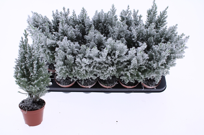 <h4>CHAM L ELLWOODII</h4>