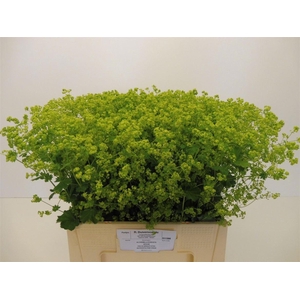 Alchem M Robustica