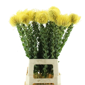Leuco Co High Gold