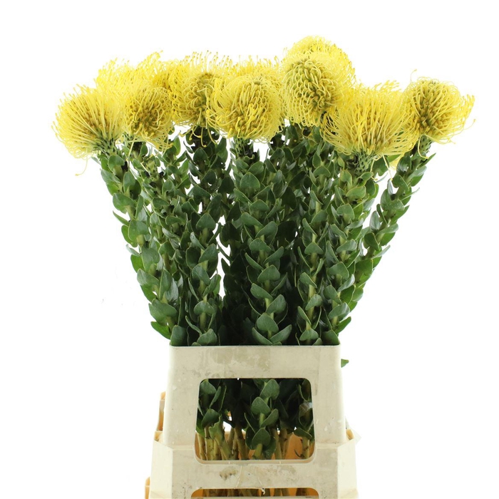 <h4>Leuco Co High Gold</h4>