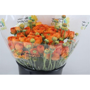 Ran Cloni Ex Lambada