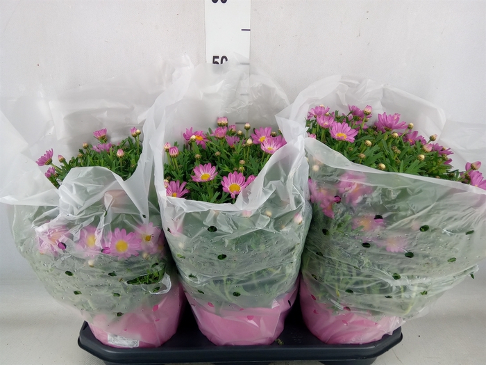 <h4>Argyranthemum   ...</h4>