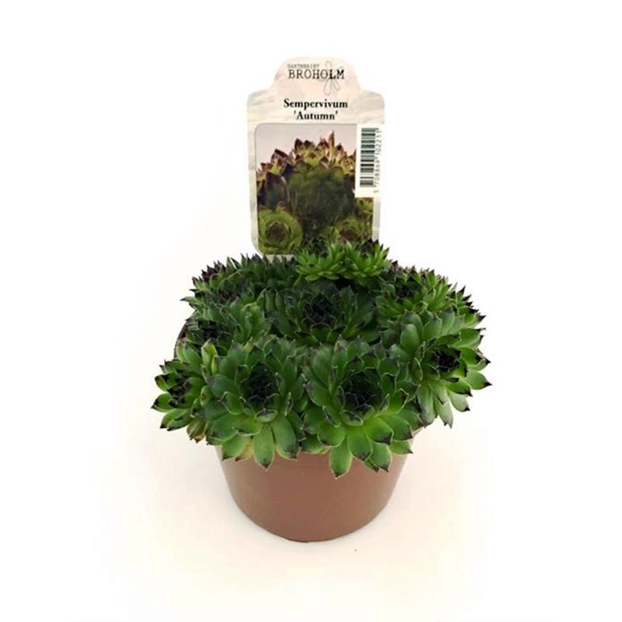 <h4>SEMPERVIVUM-HYBRID P11 M. ETIKET</h4>