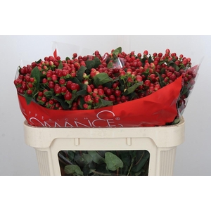 Hypericum True Romance Spray