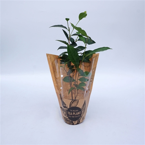 <h4>7232-TEA Camellia Sinensis in biohoes</h4>