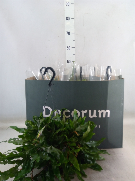 <h4>Microgramma nitida 'Monkeyhill'</h4>