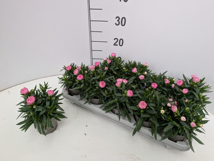 <h4>DIAN SPRINT PINK</h4>