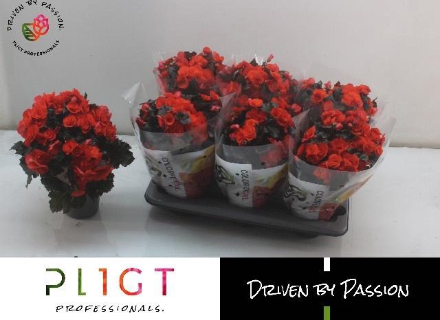 <h4>BEG DU MOCCA ORANGE</h4>