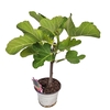 FICUS CARICA