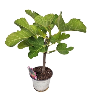 FICUS CARICA