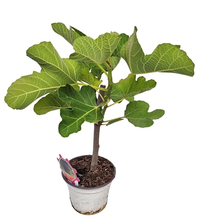 <h4>FICUS CARICA</h4>