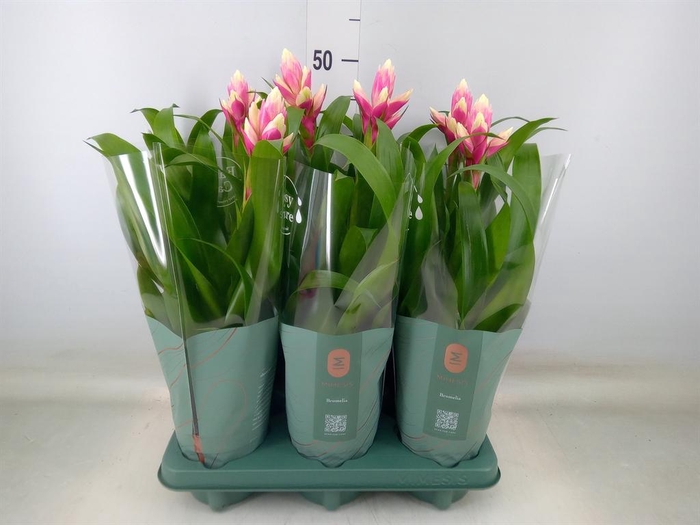 <h4>Guzmania  'Candy'</h4>