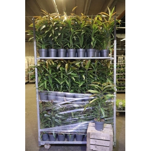 arr8 Fic Bin Amstel King