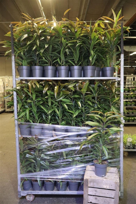 <h4>arr8 Fic Bin Amstel King</h4>