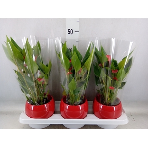 Anthurium andr. 'Mill Flowers Red'