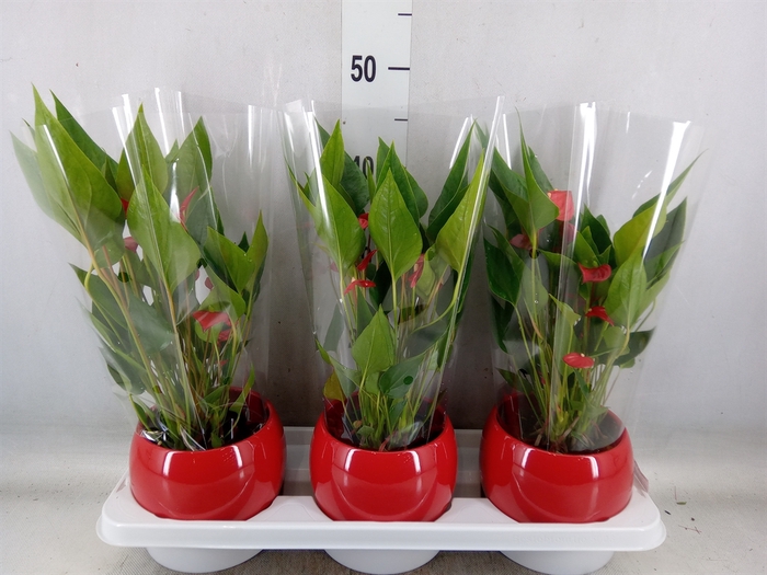 <h4>Anthurium andr. 'Mill Flowers Red'</h4>