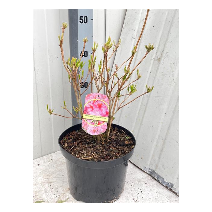 <h4>Rhododendron Knaphill-Exbury Berryrose 23Ø 50cm</h4>