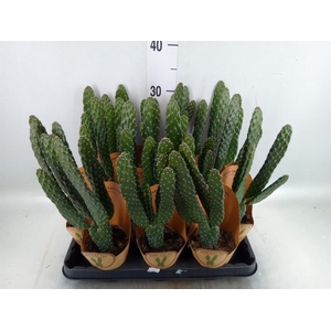 Opuntia